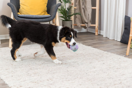 PHO_PRO_DOG_32814-1