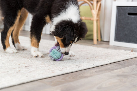 PHO_PRO_DOG_32814-2