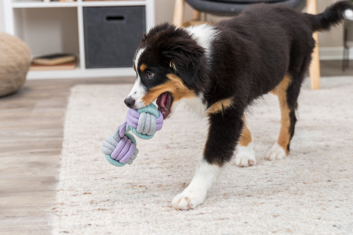 PHO_PRO_DOG_32815-1