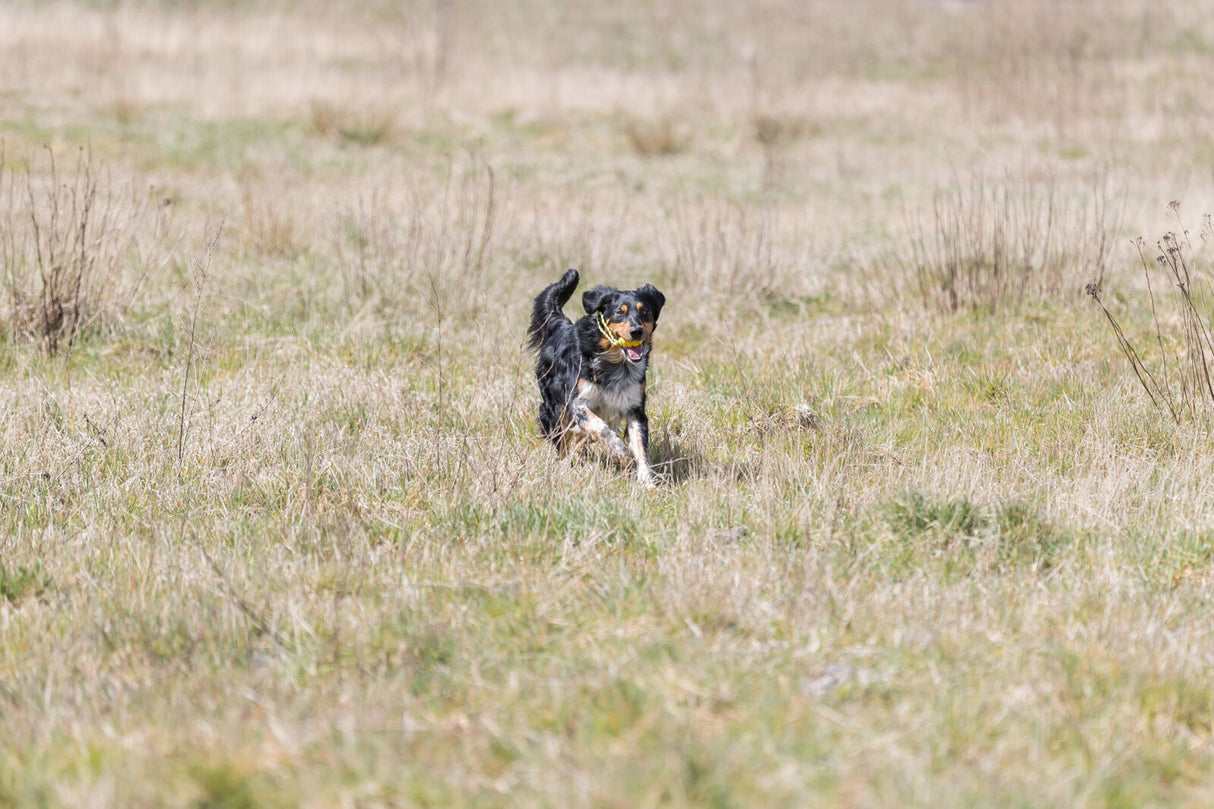 Hund läuft über eine Wiese mit einem Ball im Maul, umgeben von trockenem, grün-gelbem Gras.