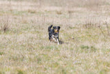 Hund läuft über eine Wiese mit einem Ball im Maul, umgeben von trockenem, grün-gelbem Gras.