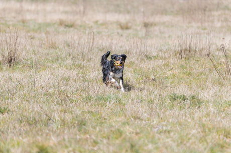 Hund läuft über eine Wiese mit einem Ball im Maul, umgeben von trockenem, grün-gelbem Gras.