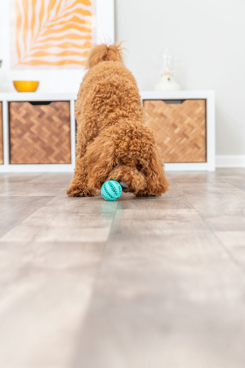PHO_PRO_DOG_32880-1