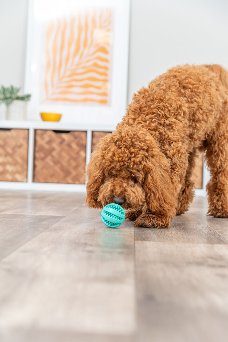 PHO_PRO_DOG_32880-2