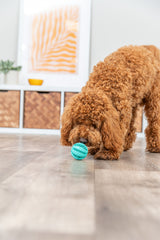 PHO_PRO_DOG_32880-2