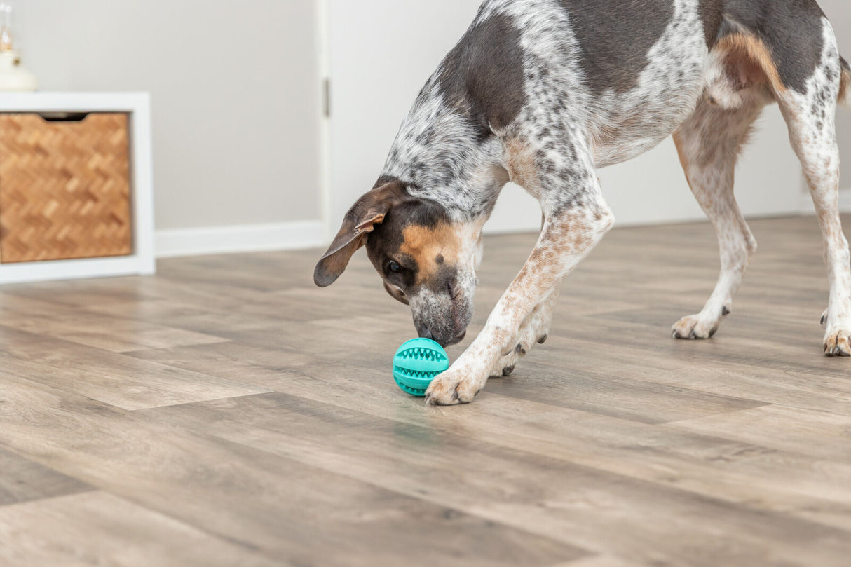 PHO_PRO_DOG_3289-1