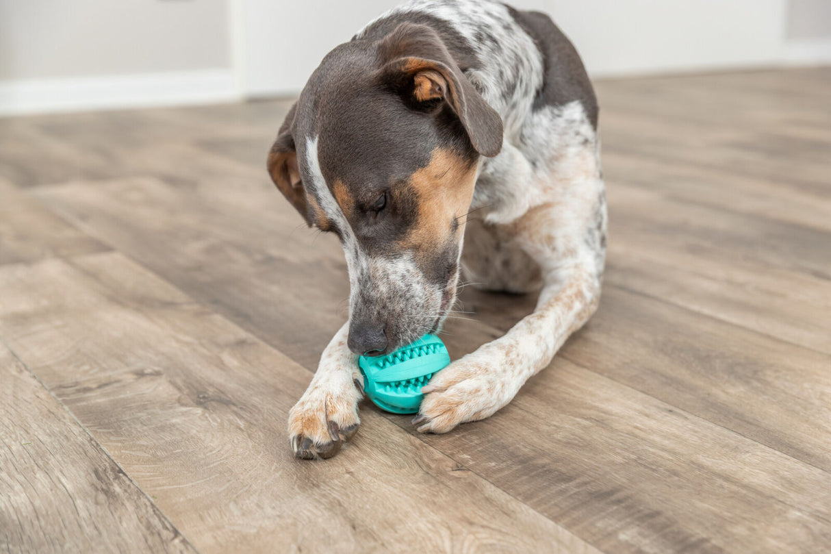 PHO_PRO_DOG_3289-2