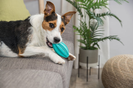 Hund mit braun-weißem Fell kaut auf einem blauen Spielzeug auf einem grauen Sofa, im Hintergrund eine grüne Pflanze.