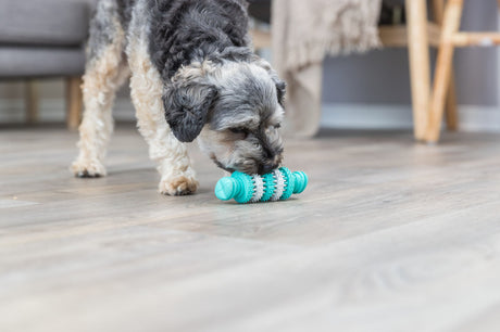 Ein Hund inspiziert ein blaues Spielzeug auf einem Holzboden in einem Wohnzimmer mit Möbeln im Hintergrund.