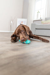 Ein brauner Hund liegt auf einem Holzboden und kaut auf einem blau-weißen Spielzeug vor einem grauen Sofa.