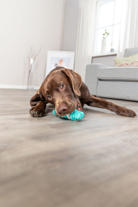 Ein brauner Hund liegt auf einem Holzboden und kaut auf einem blau-weißen Spielzeug vor einem grauen Sofa.