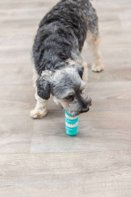 Hund mit lockigem Fell hält ein blaues und weißes Spielzeug im Maul, auf hellem Holzboden stehend.