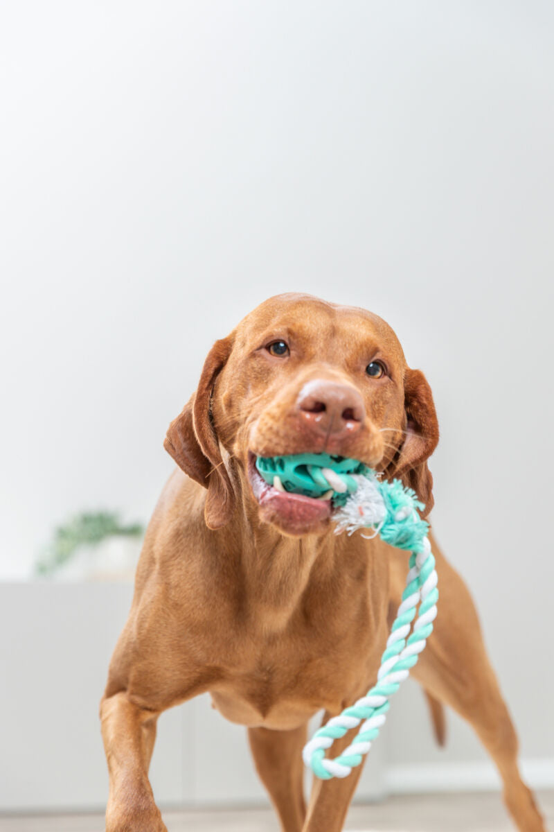 Hund mit braunem Fell hält blaugrünes Seilspielzeug im Maul, vor hellem Hintergrund.