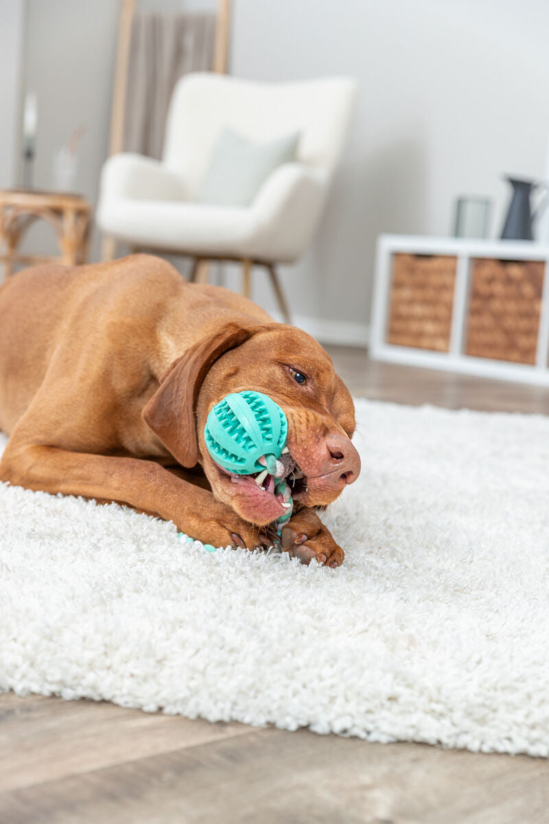 Hund auf weißem Teppich spielt mit grünem Ball, Raum mit heller Inneneinrichtung im Hintergrund.