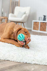 Hund auf weißem Teppich spielt mit grünem Ball, Raum mit heller Inneneinrichtung im Hintergrund.