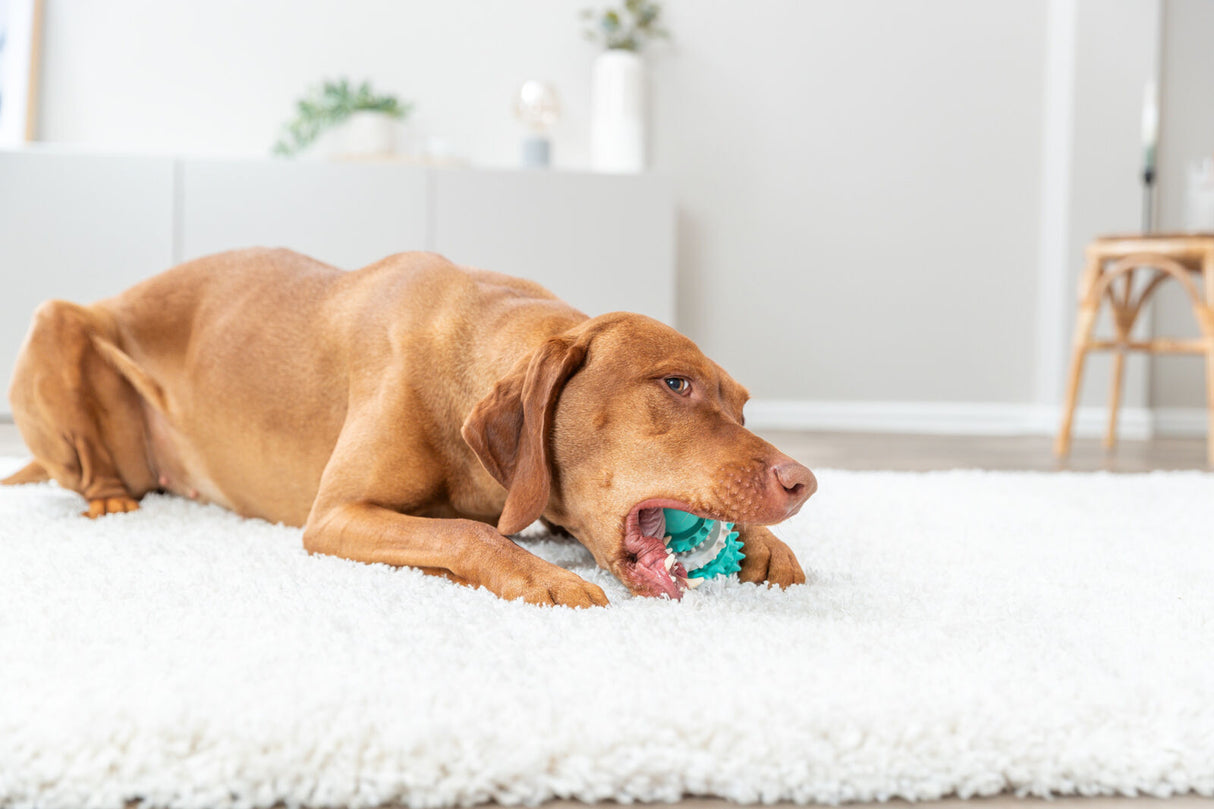 Hund liegt auf weißem Teppich und beißt in ein blaues Spielzeug, Hintergrund mit Möbeln und Pflanzen.