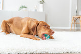 Hund liegt auf weißem Teppich und beißt in ein blaues Spielzeug, Hintergrund mit Möbeln und Pflanzen.