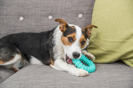 Hund auf grauem Sofa beißt in ein mintgrünes Spielzeug, daneben ein grünes Kissen.