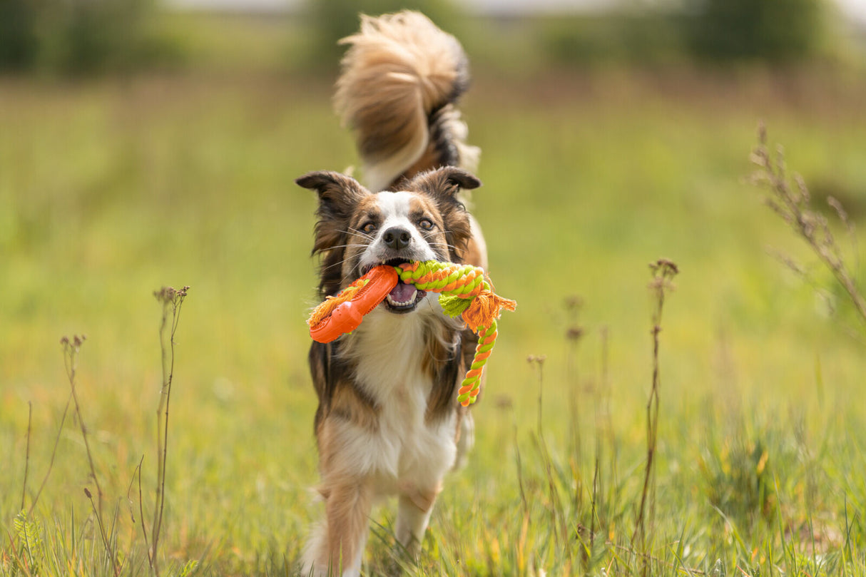 PHO_PRO_DOG_33191-2