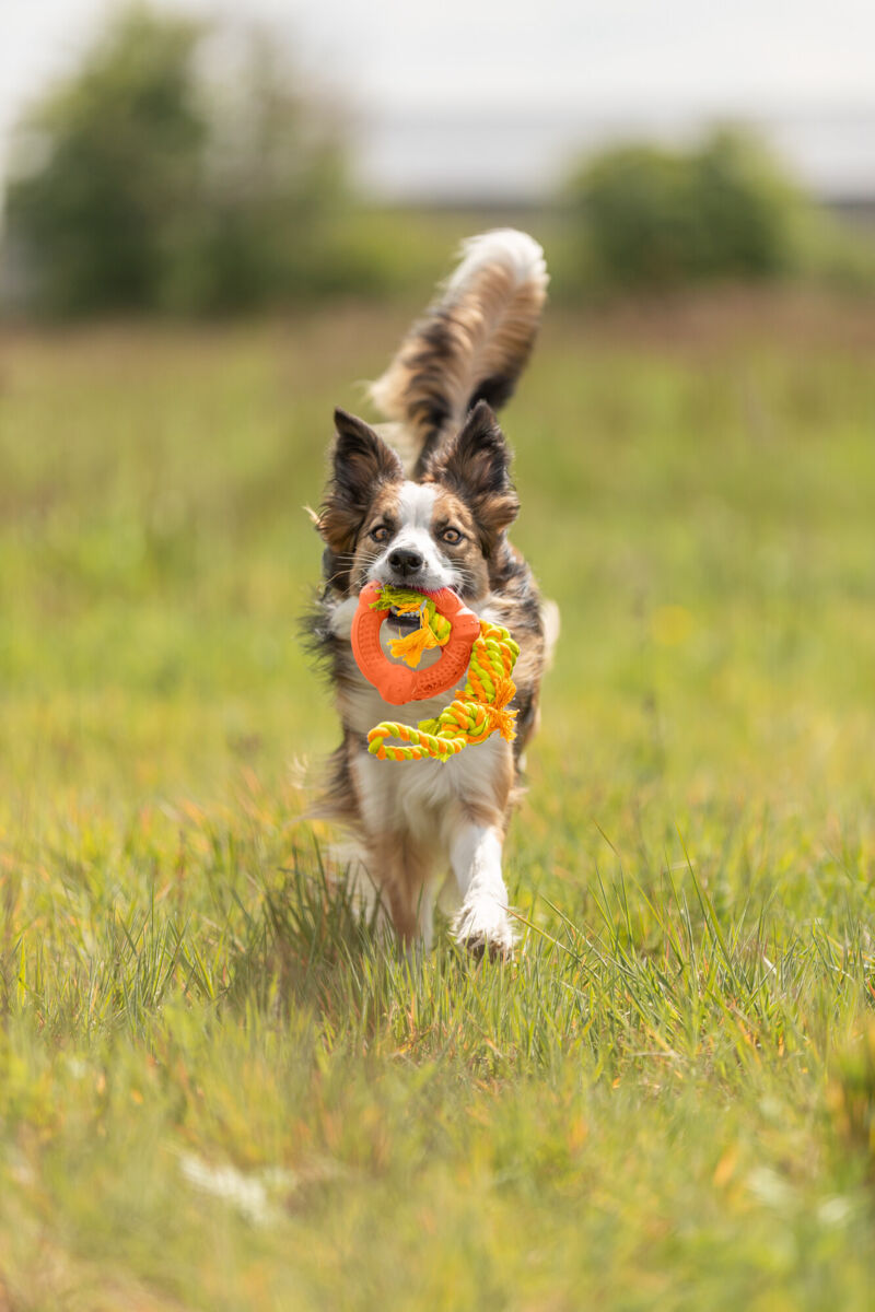 PHO_PRO_DOG_33191-3