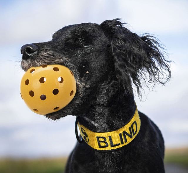 PHO_PRO_DOG_3332-2