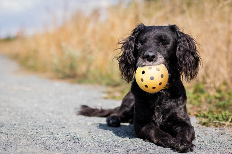 PHO_PRO_DOG_3332-3