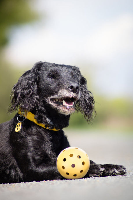 PHO_PRO_DOG_3332-4