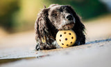 PHO_PRO_DOG_3332-5