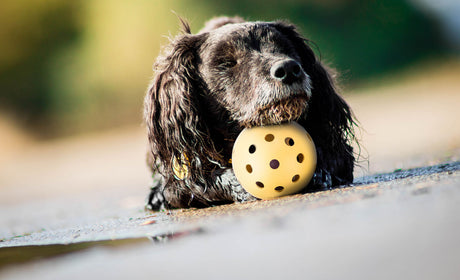 PHO_PRO_DOG_3332-5