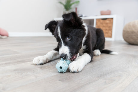 Schwarz-weißer Hund spielt auf hellem Holzboden mit blauem Spielzeug, heller Raum im Hintergrund.