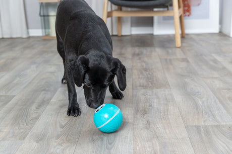 PHO_PRO_DOG_33414-33416-3