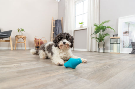 PHO_PRO_DOG_33419-6