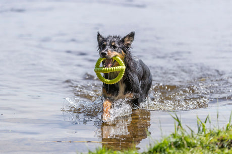Ein nasser Hund läuft mit einem grünen Spielzeug im Maul durch flaches Wasser, im Hintergrund ist Gras sichtbar.