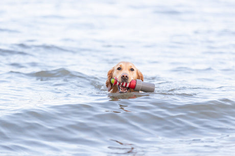 Ein Hund schwimmt im Wasser und hält ein buntes Apportierspielzeug im Maul.