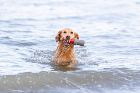PHO_PRO_DOG_33454-33455-6