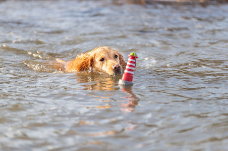 Ein Hund schwimmt in einem Gewässer und trägt ein rot-weißes Spielzeug mit grünem Ende im Maul.