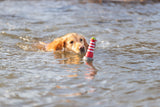 Ein Hund schwimmt in einem Gewässer und trägt ein rot-weißes Spielzeug mit grünem Ende im Maul.