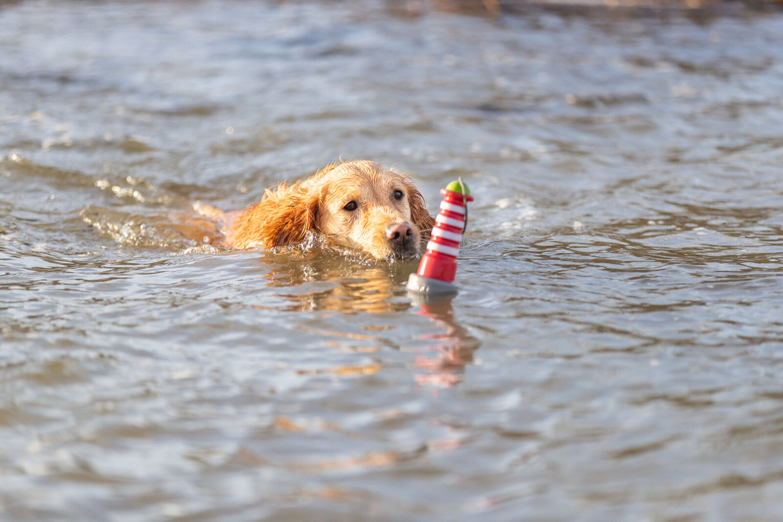 Ein Hund schwimmt in einem Gewässer und trägt ein rot-weißes Spielzeug mit grünem Ende im Maul.