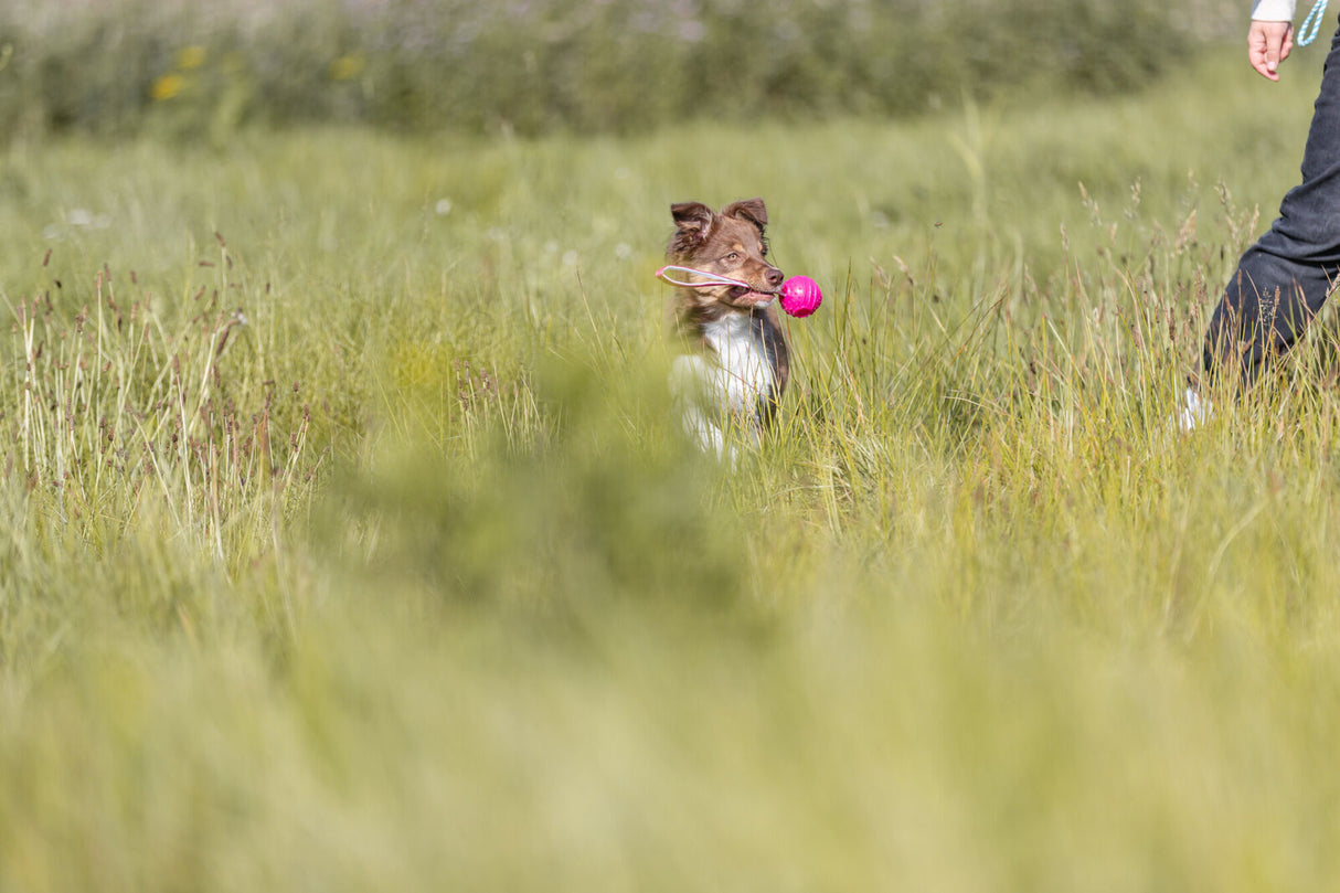 Hund trägt pinkes Spielzeug im Maul und steht im Gras neben einer Person.