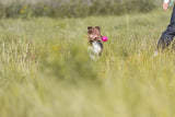 Hund trägt pinkes Spielzeug im Maul und steht im Gras neben einer Person.