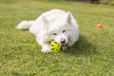 Weißer Hund liegt auf einer Wiese und beißt in einen gelben Ball, der vor ihm liegt.