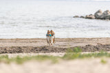 Hund läuft am Strand entlang und trägt ein blaues Spielzeug im Maul, im Hintergrund das Meer.