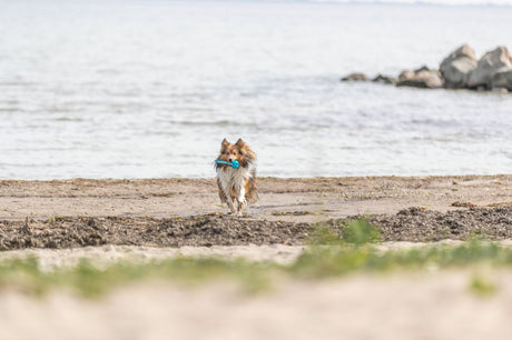Hund läuft am Strand entlang und trägt ein blaues Spielzeug im Maul, im Hintergrund das Meer.