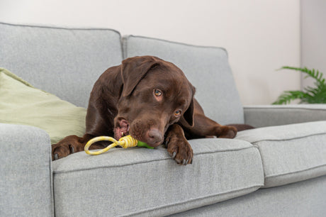 Ein brauner Hund liegt auf einem grauen Sofa und kaut auf einem gelb-grünen Spielzeugseil neben einem grünen Kissen.