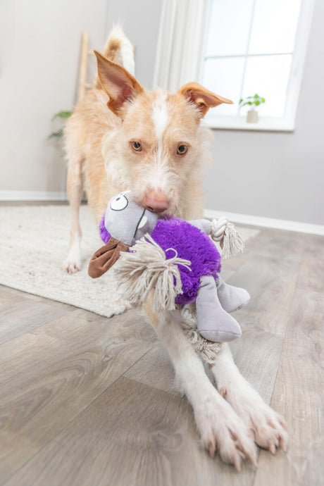 PHO_PRO_DOG_34723-1