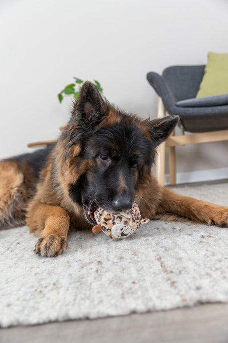 PHO_PRO_DOG_34741-2