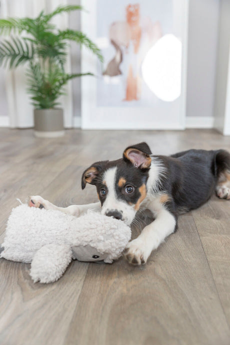 PHO_PRO_DOG_34820-4