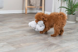PHO_PRO_DOG_34821-1
