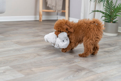 PHO_PRO_DOG_34821-1