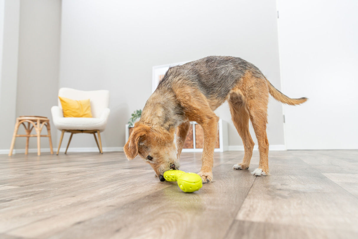 PHO_PRO_DOG_34931-7